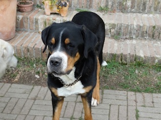 Amadeo