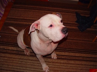 Apollo