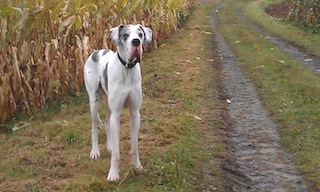 Bexter