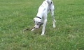 Bexter
