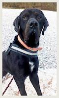 Carlos