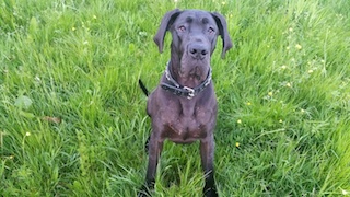 Duke