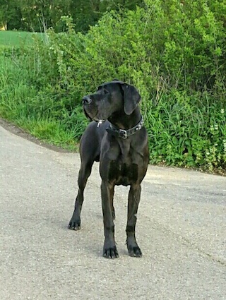Duke
