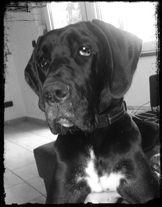 Polly