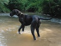 Polly