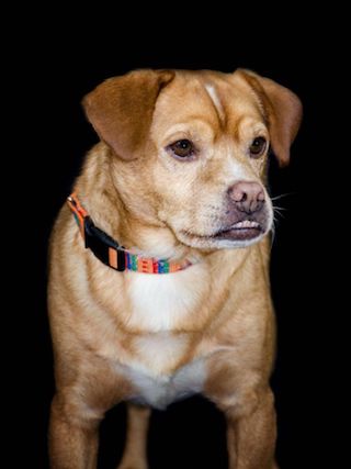 Scooby